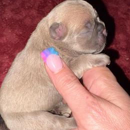 Winston - Blue fawn male French Bulldog puppy in Houston, Alabama from Orderofthebulldogs, LLC