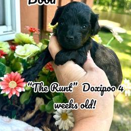 Boba - Black female Assorted Doodle Crosses puppy in Coal City, Indiana from Angel Blue Dogs