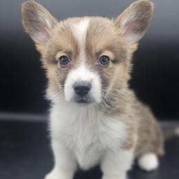 Ryder - White and red male Pembroke Welsh Corgi puppy in Tomball, Texas from Larsen Loved Corgis