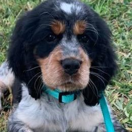 English Springer Spaniels from Ponta Creek Pups