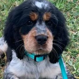English Springer Spaniels from Ponta Creek Pups