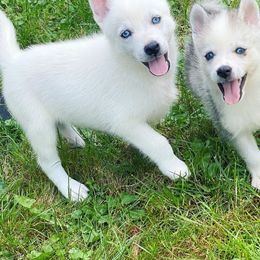 Pomsky Puppies from Snow Shark Pomskys