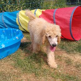 Green Collar Boy - Cream male Poodle puppy in Westminster, Massachusetts from APAW Poodles