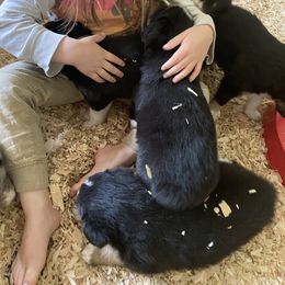 Australian Shepherd Puppies from The Joyful Australian Shepherd