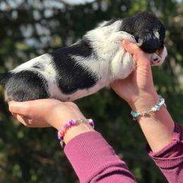 Female 2 - Black white and tan female Basset Hound puppy in Lindley, New York from Hill Top Basset Hounds & Cane Corso