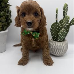 Kovu - Red male Cavapoo puppy in Central, Arizona from Desert Valley Doodles