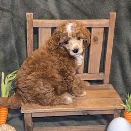 Howard - Parti male Poodle puppy in Statesboro, Georgia from Briar Creek Kennels