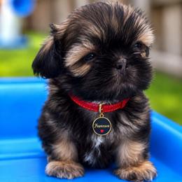 Francesca (Red) - Sable female Shih Tzu puppy in Richmond, Texas from Aleka Shih Tzu