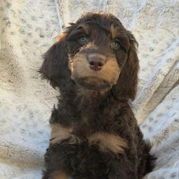 Orion - Chocolate male Goldendoodle puppy in Colorado Springs, Colorado from Shining Star Doodles