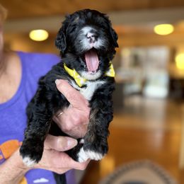 Bernedoodle, Goldendoodle, and Poodle Puppies from Elevated Standards NC