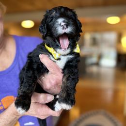 Bernedoodle, Goldendoodle, and Poodle Puppies from Elevated Standards NC