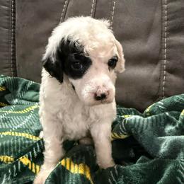 Bowser - Phantom male Poodle puppy in Huntsville, Alabama from Flint River Poodles