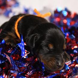 Girl 4 - Black and rust female Doberman Pinscher puppy in Overton, Texas from Obsidian Kennel