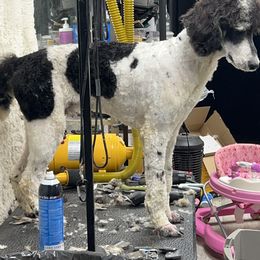 Poodle Puppies from Shellie’s Poodle Patch