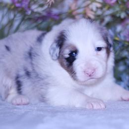 Louisville - Blue merle male Australian Shepherd puppy in Easton, Missouri from MMA Kennel