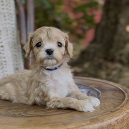 Biscuit - Apricot male Cavapoo puppy in Arlington, Texas from Van Haselen Poodles and Doodles