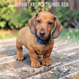 Kaz- Show Potential or Companion - Red male Dachshund puppy in Mountain Grove, Missouri from Blueprint K9 Dachshunds- www.BlueprintK9.com