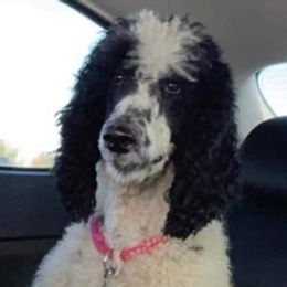 Goldendoodles and Poodles from Boonville Country Doodles
