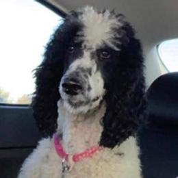 Goldendoodles and Poodles from Boonville Country Doodles
