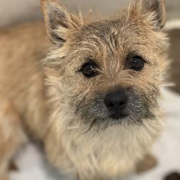 Cairn Terrier puppies from Northwest Cairn Terriers