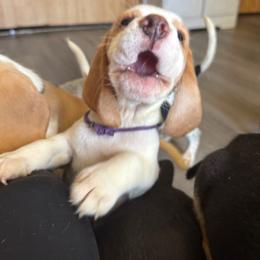 Patches - Red and white male Beagle puppy in Viper, Kentucky from Mountain Top