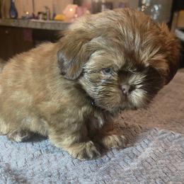 Boy 2 - Chocolate and tan male Shih Tzu puppy in Houston, Texas from Shih Tzu Houston