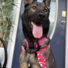 German Shepherds from Czech out Doc’s Shepherds