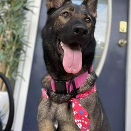 German Shepherds from Czech out Doc’s Shepherds
