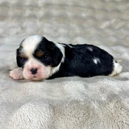 Slinky - Tri-color male Cavalier King Charles Spaniel puppy in Bedias, Texas from JSK Aussie and Cavaliers