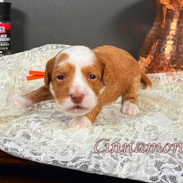 Cinnamon - Caramel female Australian Labradoodle puppy in Decatur, Alabama from Southern Meadows Doodles