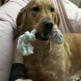 Ember - Golden Retriever