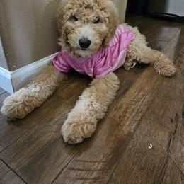 Goldendoodle Puppies from Golden Valley Doodles