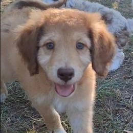 Vivienne - Sable female Aussiedoodle puppy in Grand Saline, Texas from Aussies Acre