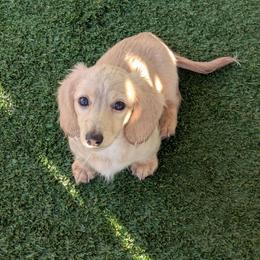 Curly - Cream male Dachshund puppy in Central Point, Oregon from MRS Long Dog Ranch