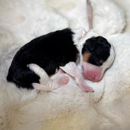 Ms. Pink - Black tri-color female Aussiedoodle puppy in San Antonio, Texas from Lovable Doodles SA