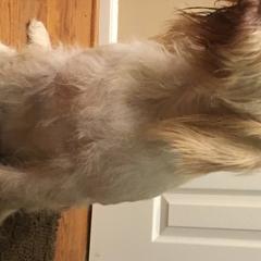 Gladys - Spinone Italiano