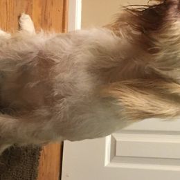 Gladys - Spinone Italiano