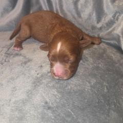 Lulu - Red female Cavapoo puppy in Kingsville, Missouri from Echo Valley Cavapoos