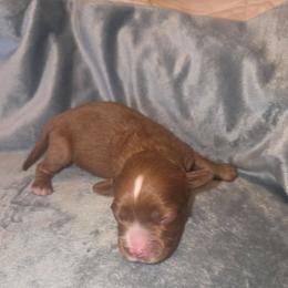 Lulu - Red female Cavapoo puppy in Kingsville, Missouri from Echo Valley Cavapoos
