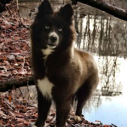 Girl 2 - Siberian Husky puppy from Gray Run Siberian Huskies