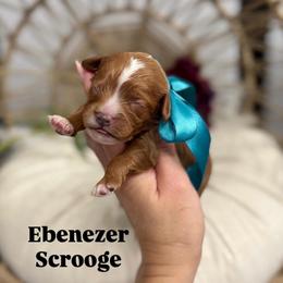 Ebenezer Scrooge - Red male Cavapoo puppy in Herriman, Utah from Gypsi Doodles & Poodles LLC.