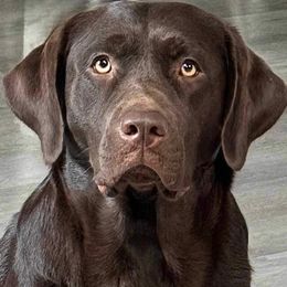 Java - Labrador Retriever