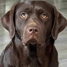 Java - Labrador Retriever