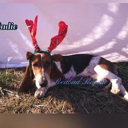 Sadie  - Basset Hound