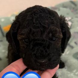 Dean - Sable male Poodle puppy in Bedford, Texas from S.H.A.R.P.’s Toy Poodles