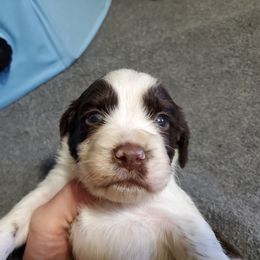 Boy 1 Jackson Stonewall - English Springer Spaniel puppy in North Carolina from Morrow MountainSpringers