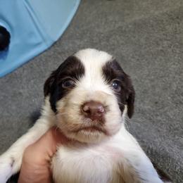 Boy 1 Jackson Stonewall - English Springer Spaniel puppy in North Carolina from Morrow MountainSpringers