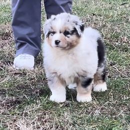 Australian Shepherd and German Shepherd Puppies from Trademark Kennels