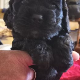 Cocker Spaniel Puppies from Sherrye's Cocker Spaniels