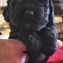 Cocker Spaniel Puppies from Sherrye's Cocker Spaniels